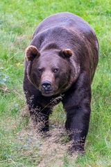Medvěd hnědý