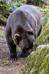 Medvěd hnědý